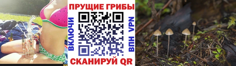 Псилоцибиновые грибы Psilocybine cubensis  магазин продажи наркотиков  Энем 